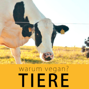 warum vegan? Tiere | kohlundkarma